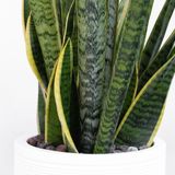  Sansevieria - L 