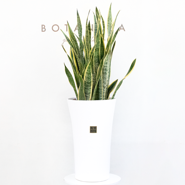  Sansevieria - XL 