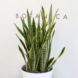  Sansevieria - XL 