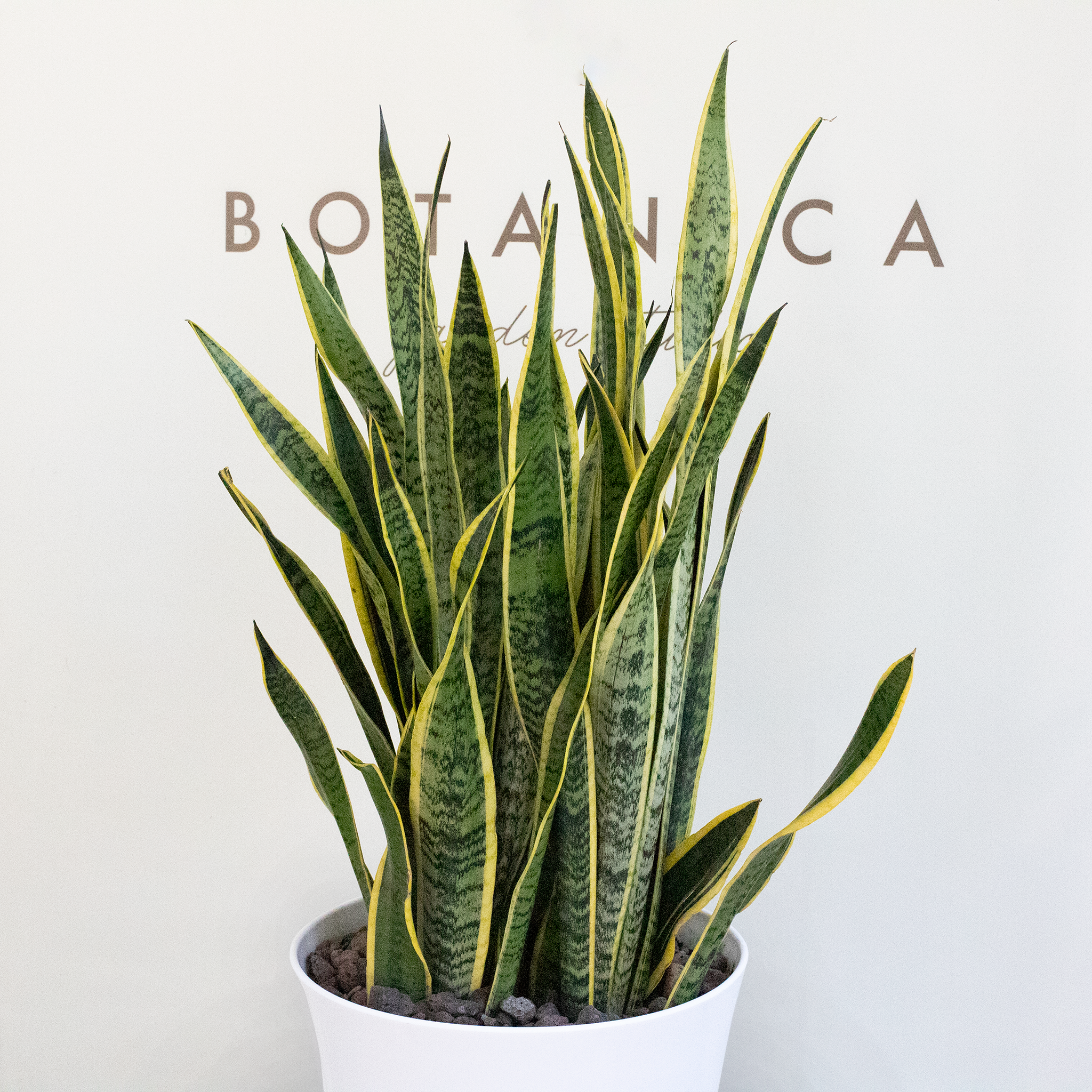  Sansevieria - XL 