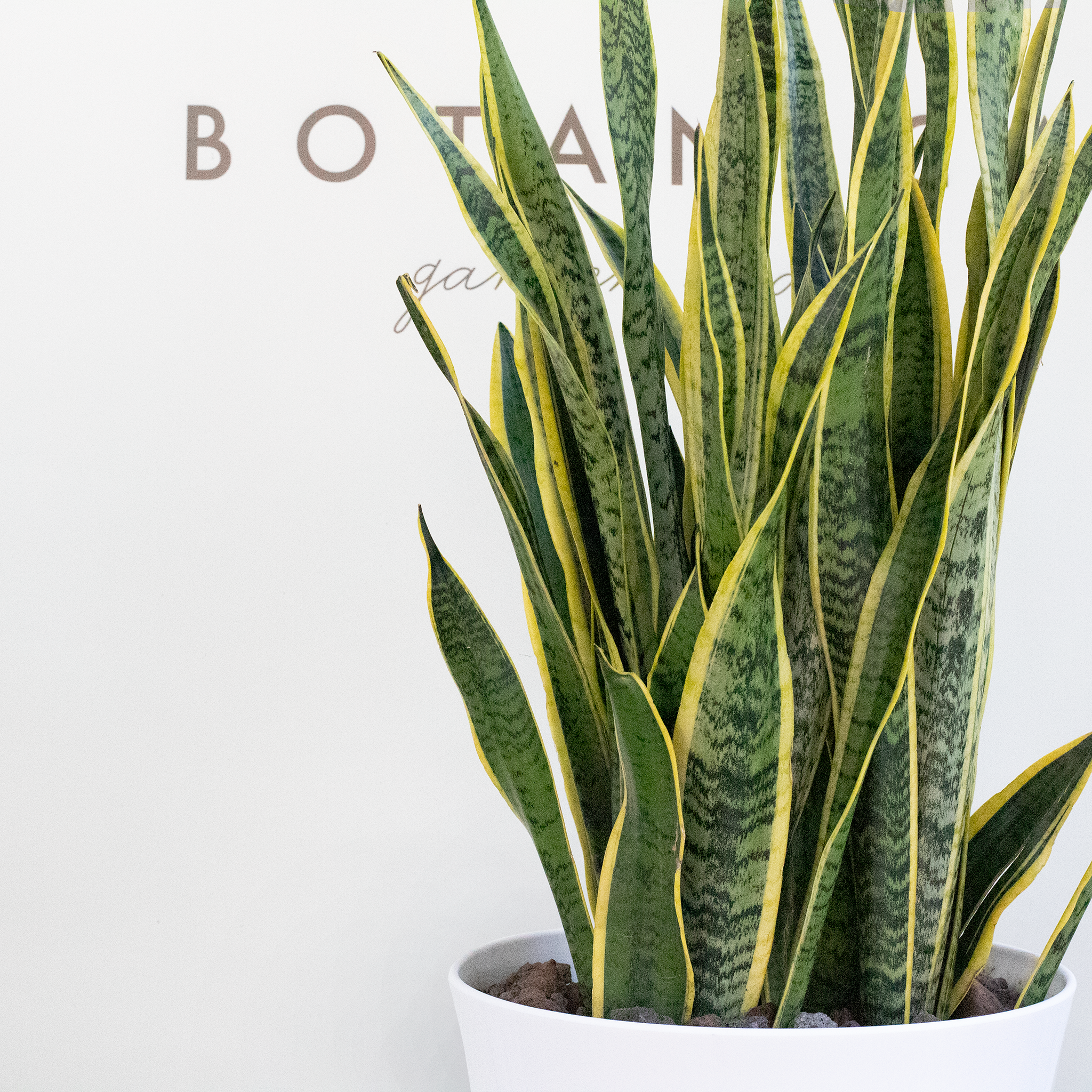  Sansevieria - XL 