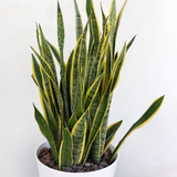  Sansevieria - XL 