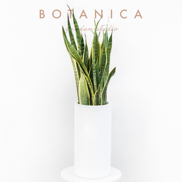  Sansevieria - L 