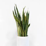  Sansevieria - L 