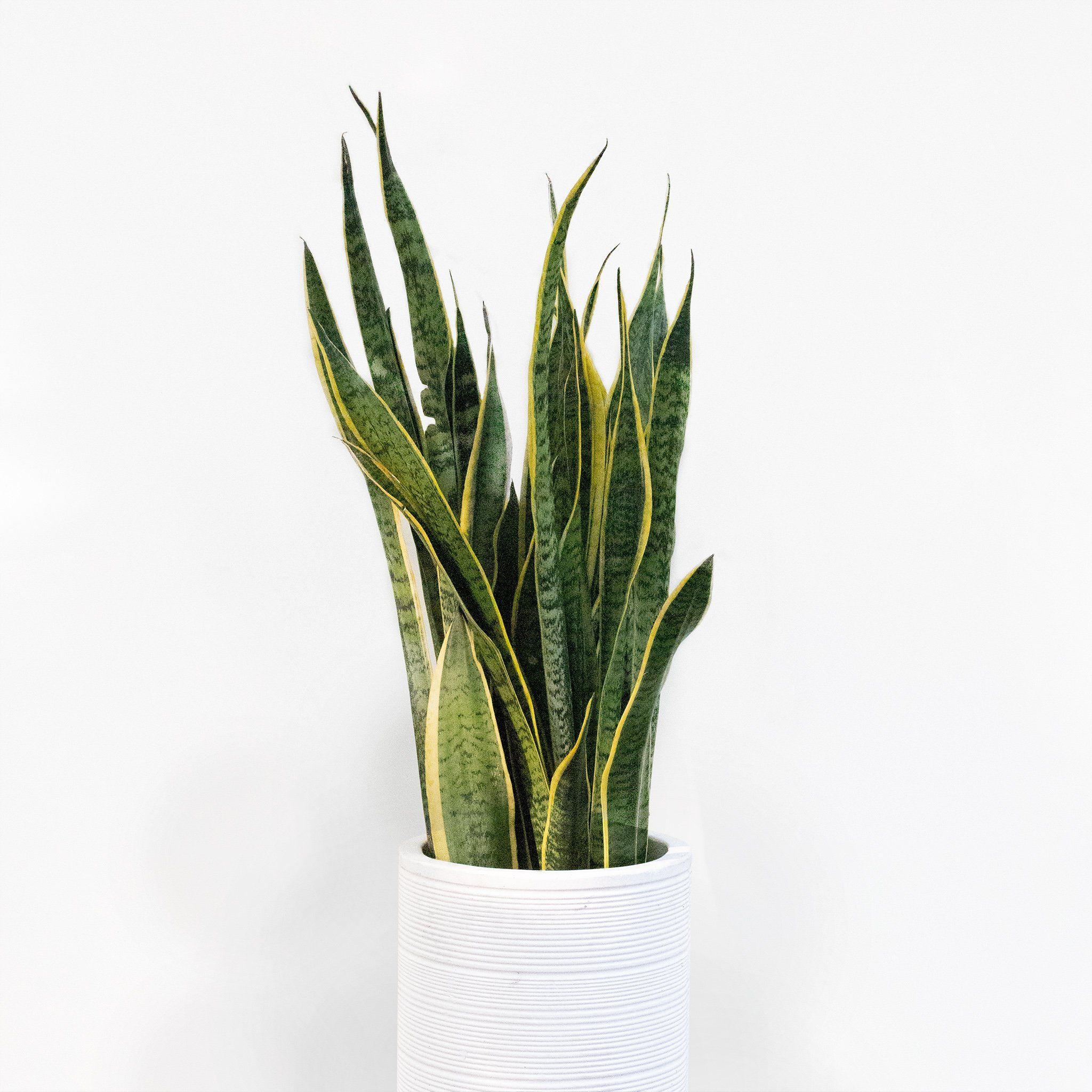  Sansevieria - L 