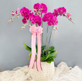  핑크 호접난 5대 