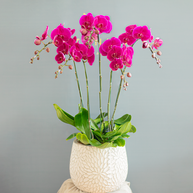  핑크 호접난 5대 