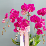  Pink Orchid 