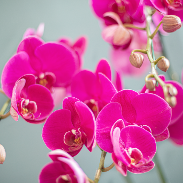  Pink Orchid 