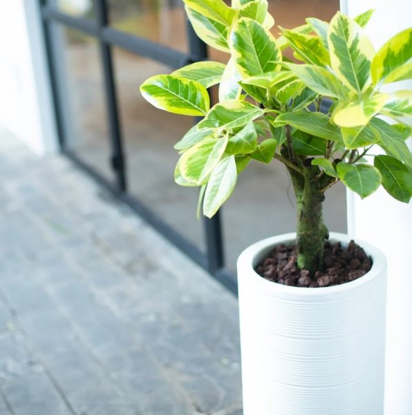  Lemon Lime Rubber Tree 