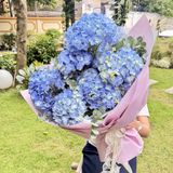  Blue Dream - The Romance of Hydrangeas 