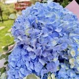  Blue Dream - The Romance of Hydrangeas 