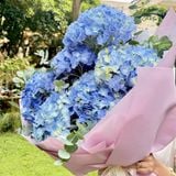 Blue Dream - The Romance of Hydrangeas 