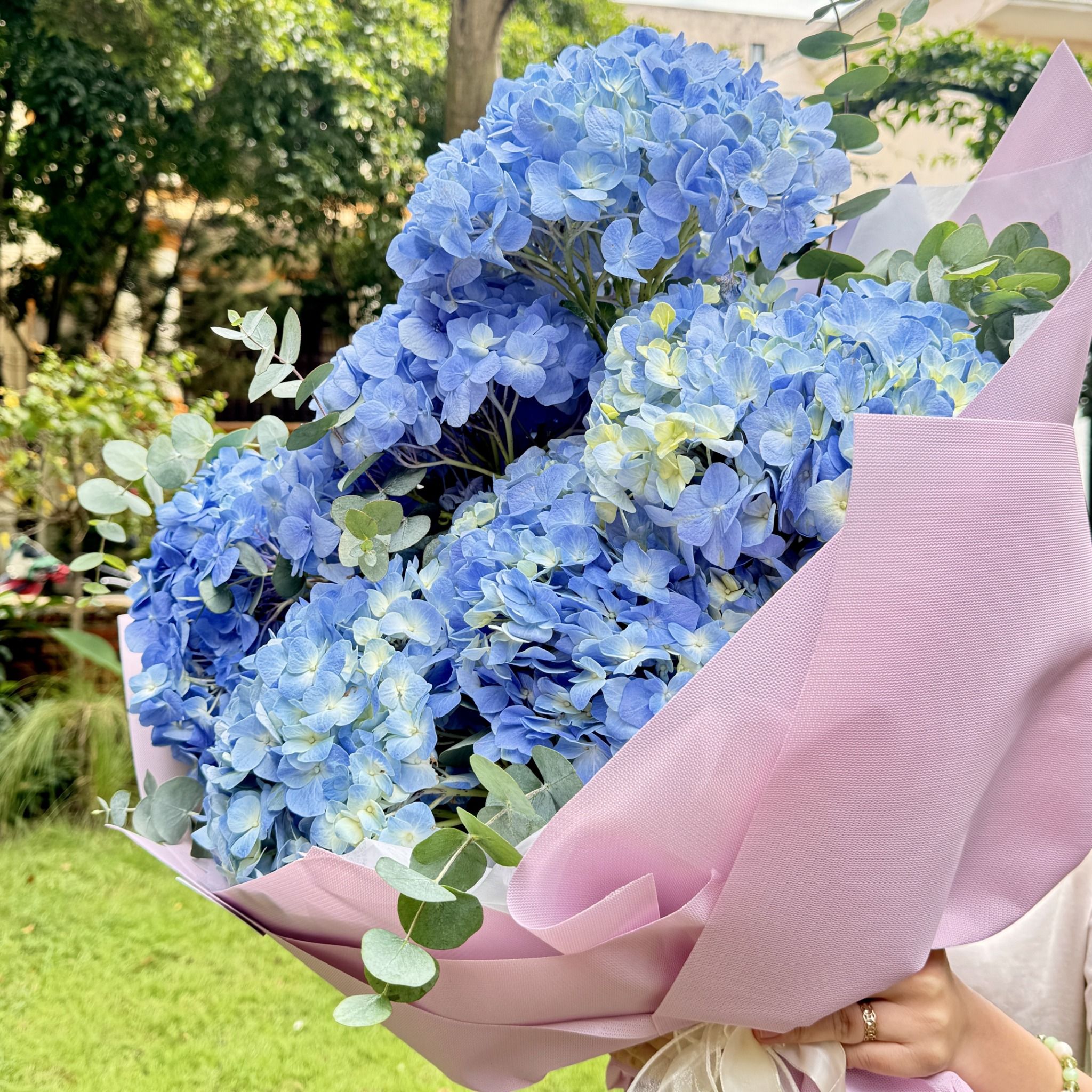  Blue Dream - The Romance of Hydrangeas 