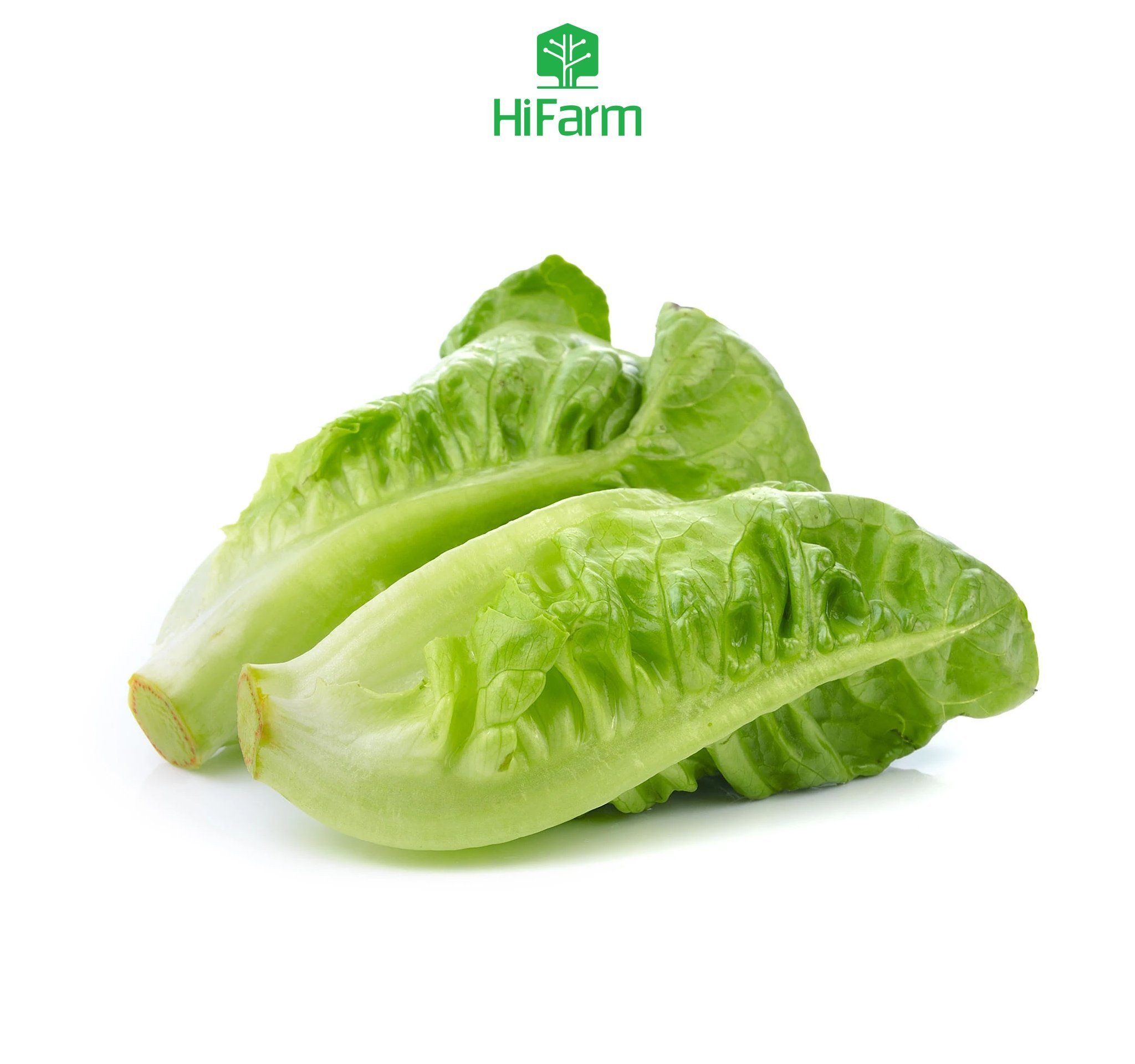  Cải Roman lettuce (Hy Lạp) 500gram 