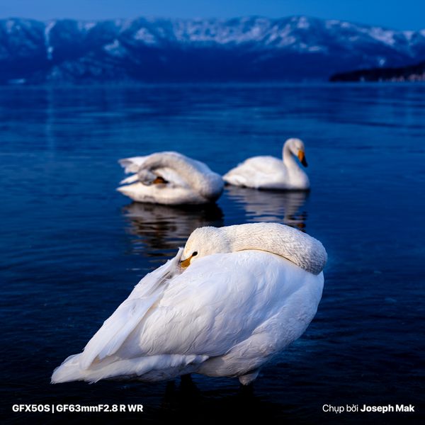 Ống kính Fujinon GF63mm F2.8 R WR