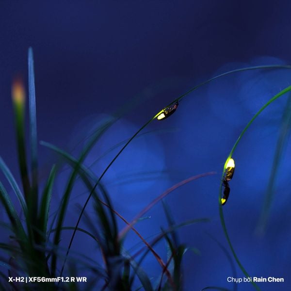 Ống kính Fujinon XF56mm F1.2 R WR
