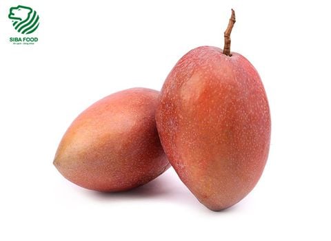 Xoài dài giống Đài Loan HTS 1kg