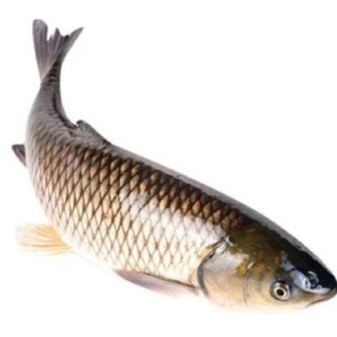 Cá trắm trắng làm sạch 3-5kg/con NN 1kg (KTECO3)