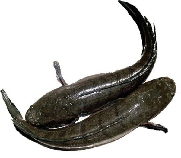 Cá quả Sông Đà làm sạch size 0.8 - 1.5kg/con NN 1kg