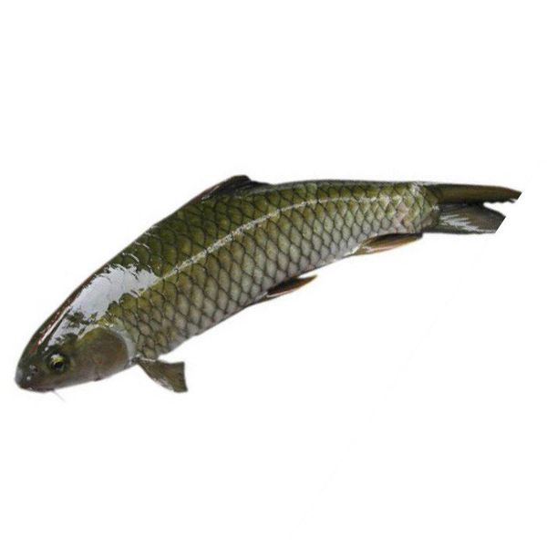 Cá trắm trắng cắt khúc NN 1kg