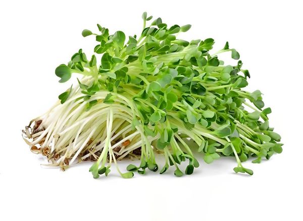 Rau mầm (hộp 100gr) BH