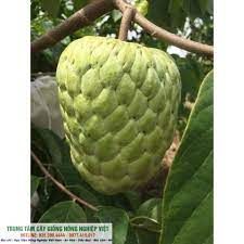 Quả na giống Thái HTS