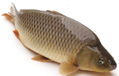 Cá chép to sông làm sạch 3-5kg/con NN 1kg