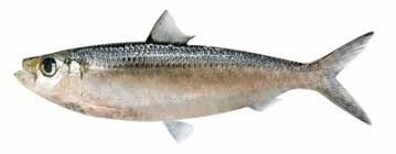 Cá trích tươi 500g