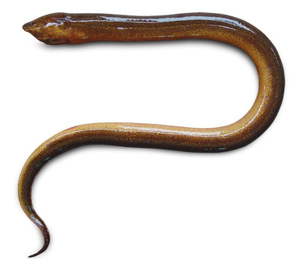 Lươn đồng làm sạch NN 200Gr