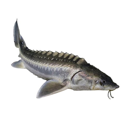 Cá tầm làm sạch 2-4kg NN 1kg