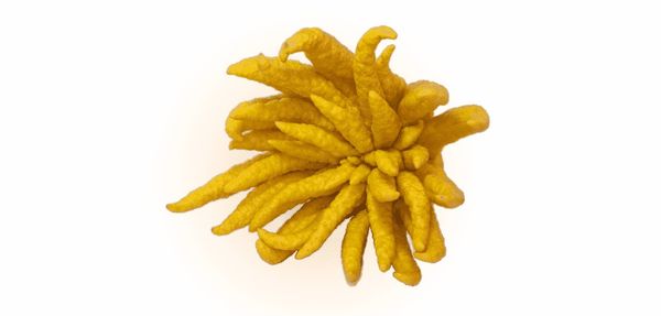 Quả Phật thủ RQV L2