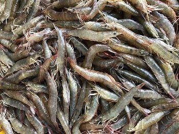 Tôm rảo nhỏ tươi NN