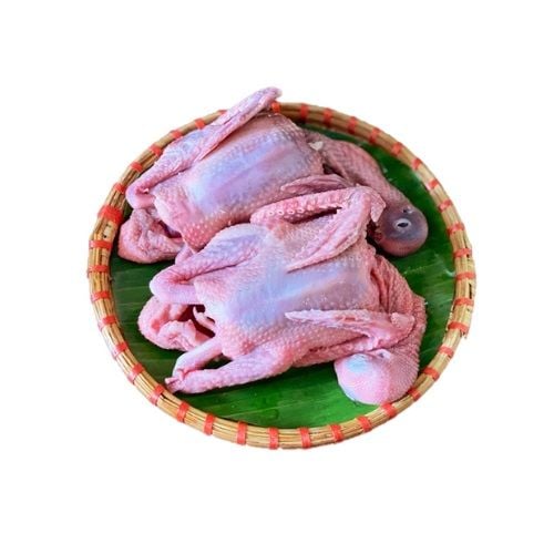 Chim Bồ Câu Hòa Bình (con)