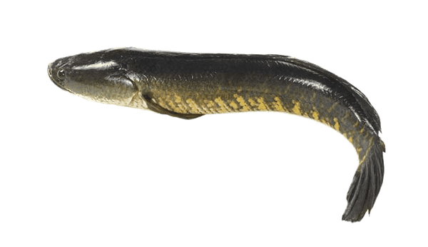 Cá tràu size 0,5-1,2kg TT 1kg