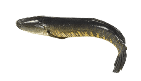 Cá tràu size 0,5-1,2kg TT 1kg