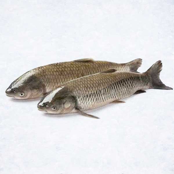 Cá Trắm cỏ size 3-4 kg TT 1kg