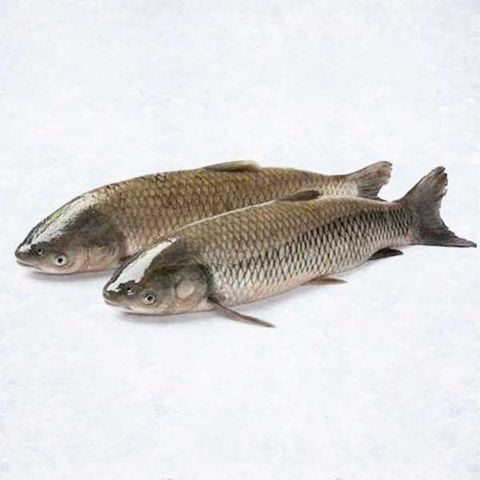 Cá Trắm cỏ size 3-4 kg TT 1kg