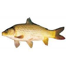 Cá chép size 0,8 -1,5kg TT