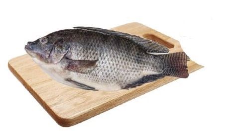 Cá rô phi size 0,8-1kg TT 1kg