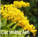  Chiết xuất cúc Hoàng Anh-Ngăn ngừa vi khuẩn Anti-Microbials - Tự nhiên 