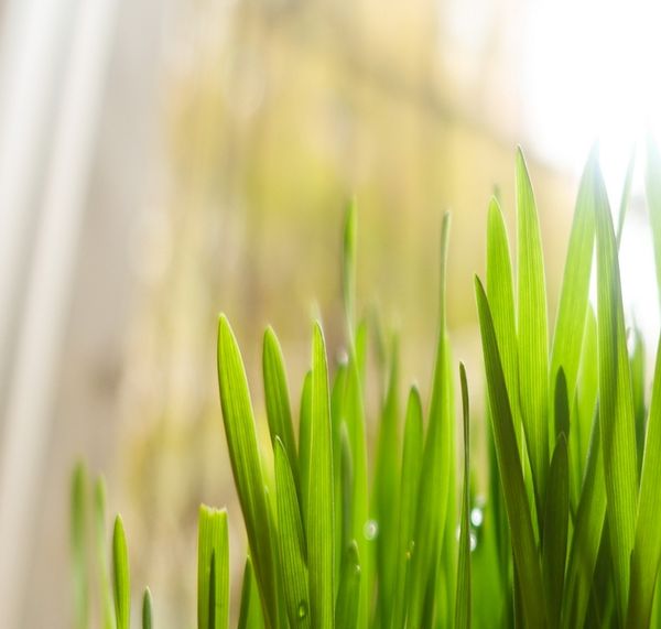  Bộ phận Lá - Chiết xuất tự nhiên- Botanical extracts 