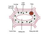  TRANH VỀ CẤU TRÚC  TẾ BÀO THỰC VẬT 