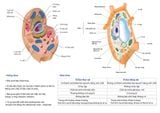  TRANH SO SÁNH TẾ BÀO THỰC VẬT, ĐỘNG VẬT 