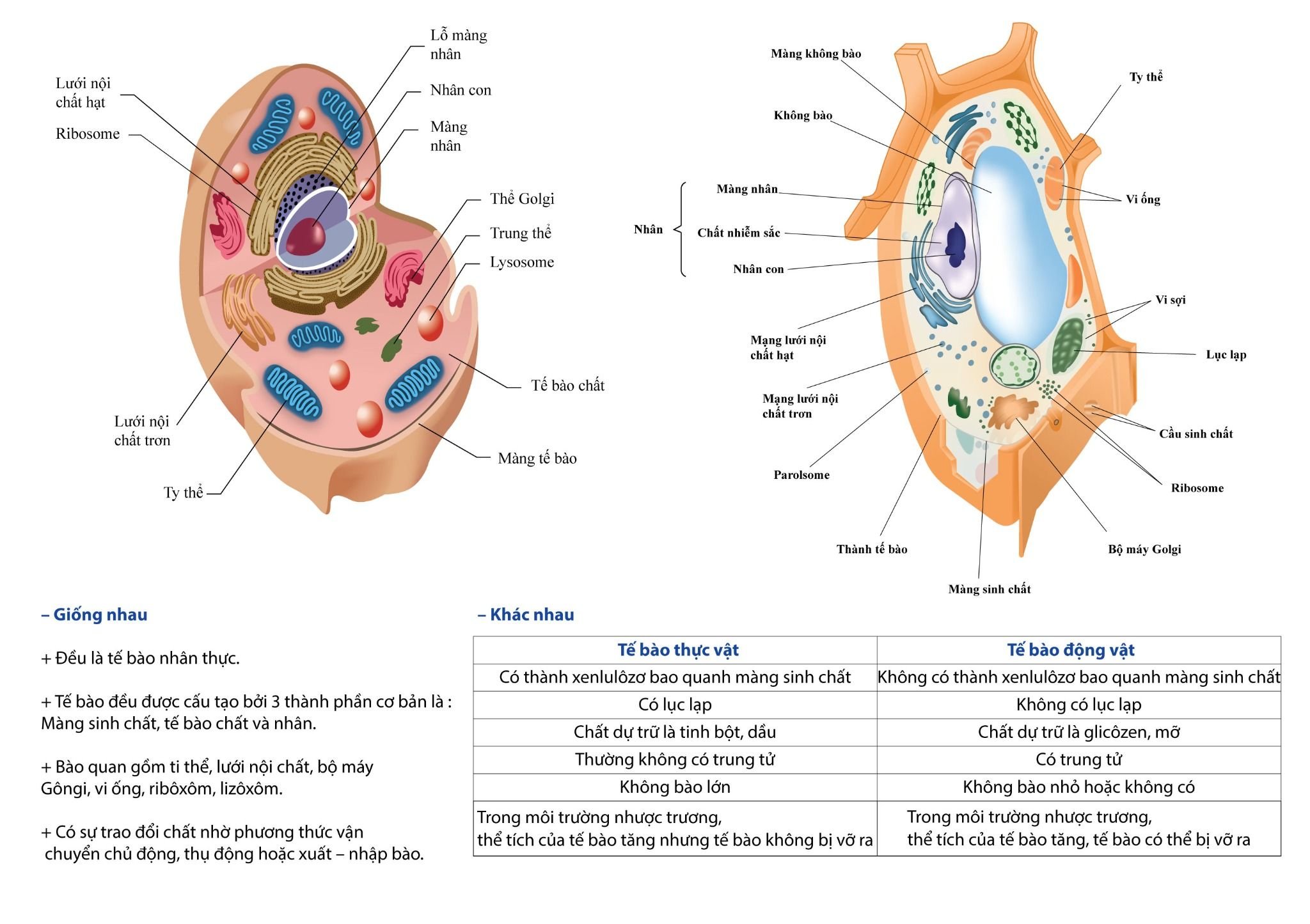  TRANH SO SÁNH TẾ BÀO THỰC VẬT, ĐỘNG VẬT 