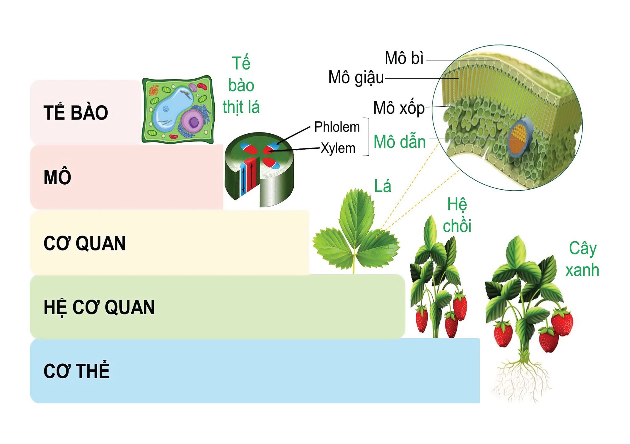  SƠ ĐỒ DIỄN TẢ TỪ TẾ BÀO – MÔ CƠ QUAN - HỆ CƠ QUAN –  CƠ THỂ Ở THỰC VẬT 