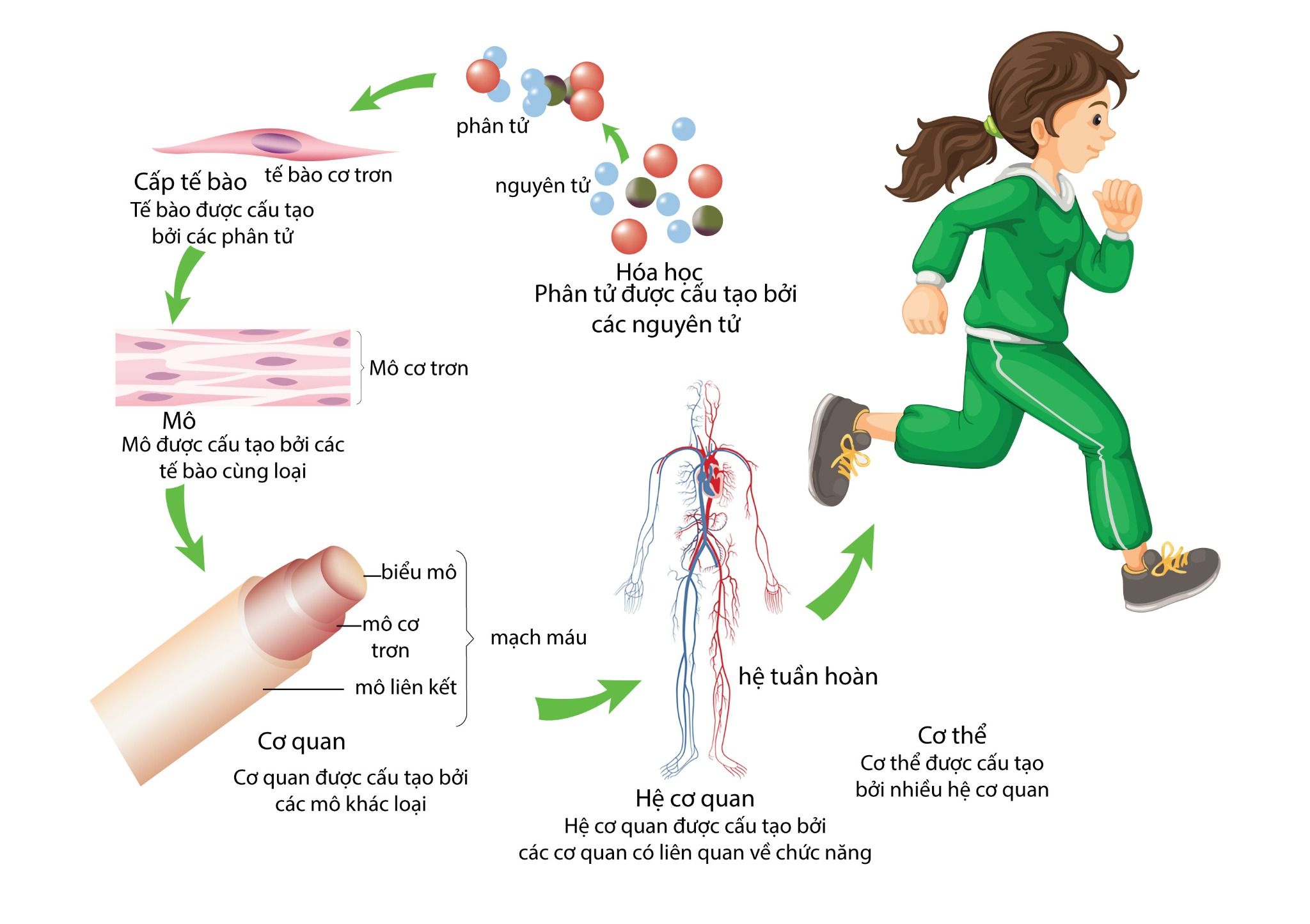  SƠ ĐỒ DIỄN TẢ TỪ TẾ BÀO – MÔ CƠ QUAN - HỆ CƠ QUAN –  CƠ THỂ Ở ĐỘNG VẬT 