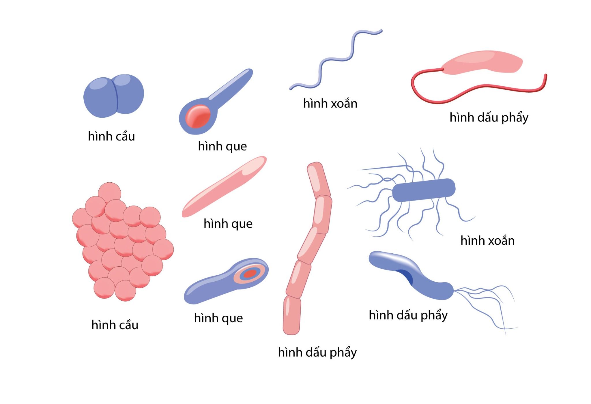  TRANH VỀ ĐA DẠNG VI KHUẨN 