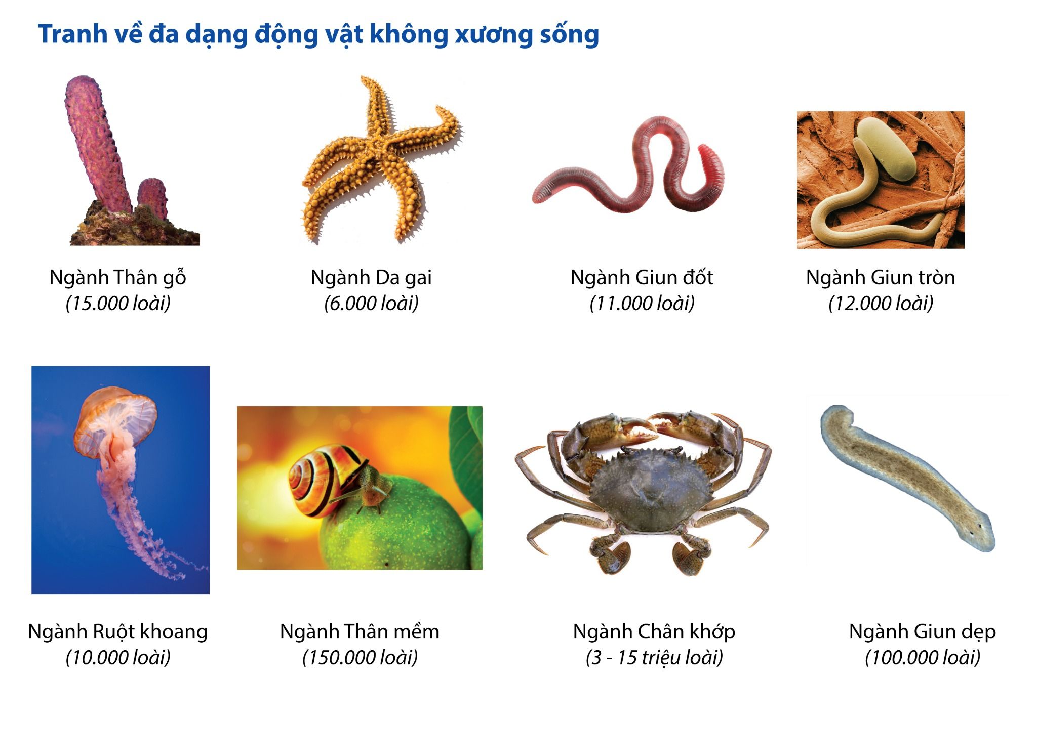  TRANH VỀ ĐA DẠNG ĐỘNG VẬT KHÔNG XƯƠNG SỐNG 