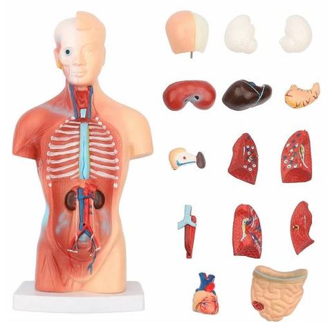 Cấu tạo cơ thể người  Lý thuyết và giải bài tập SGK Sinh học 8 